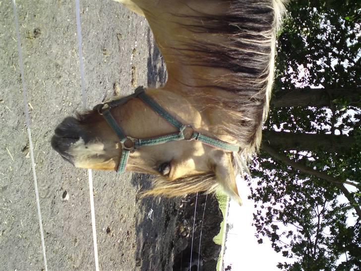 Anden særlig race shanita - se hin lige hun er da guld vær  billede 9