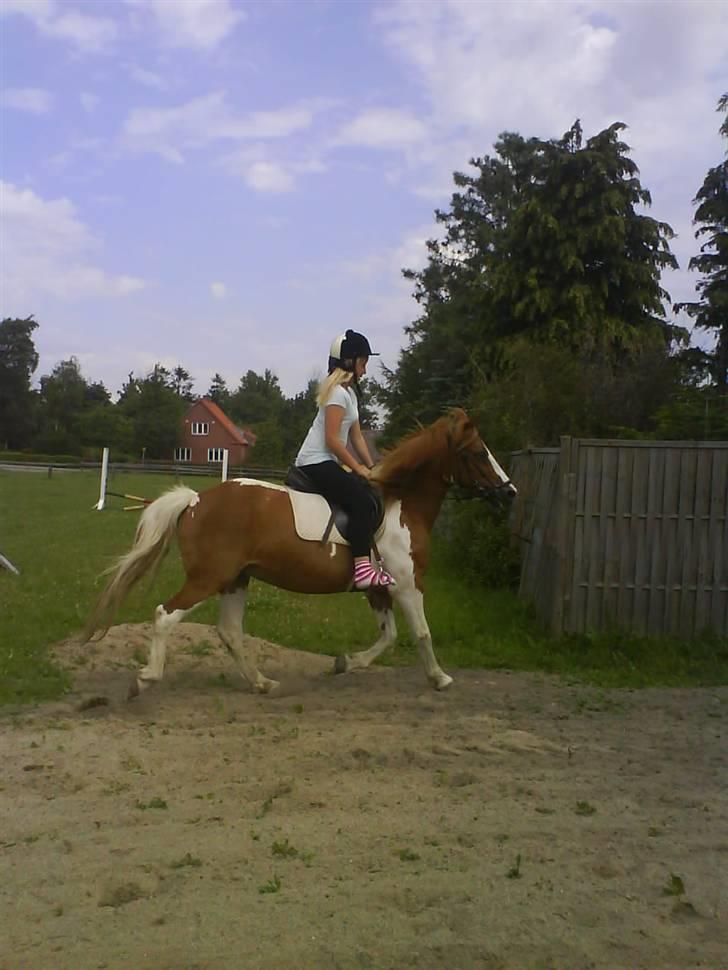 Anden særlig race Kalinca. billede 14