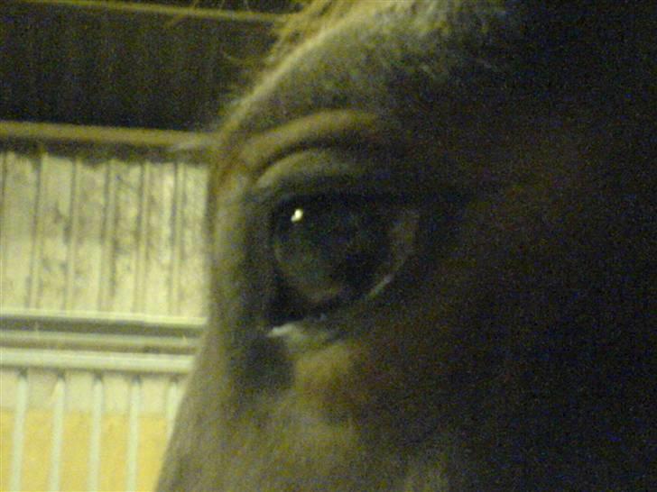 Pinto Thiamo billede 16