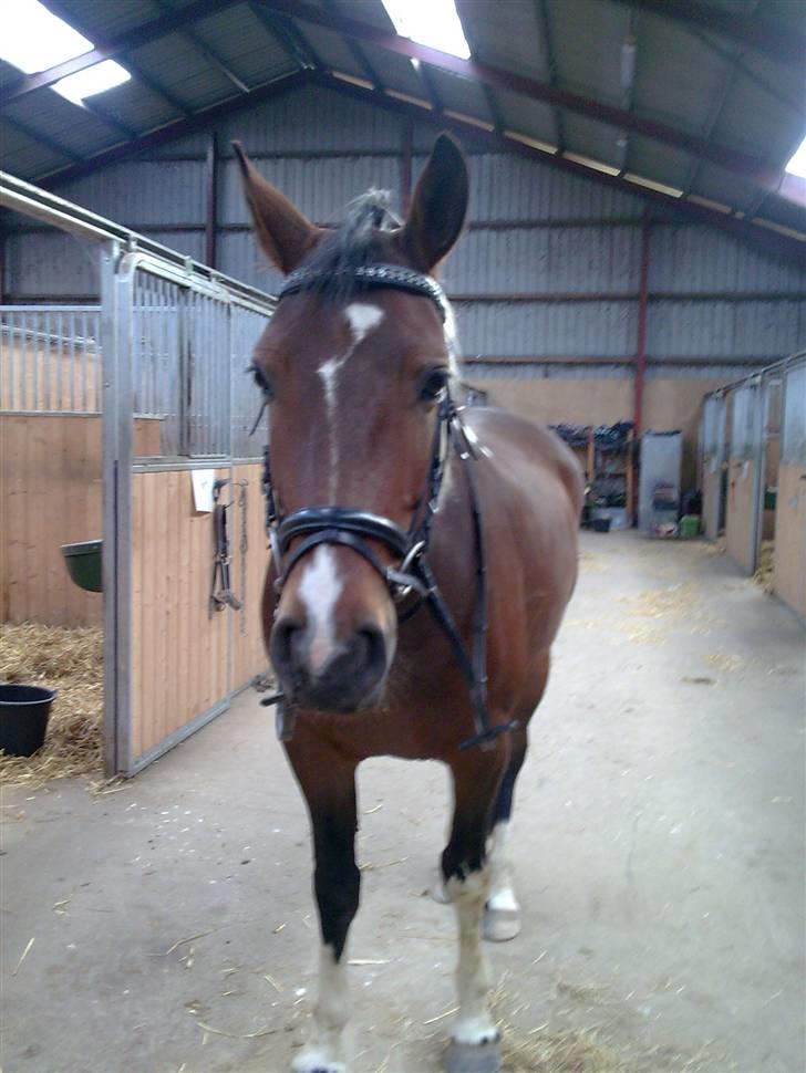 Pinto Thiamo billede 17