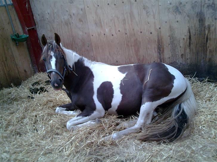 Pinto Angeliqe billede 9