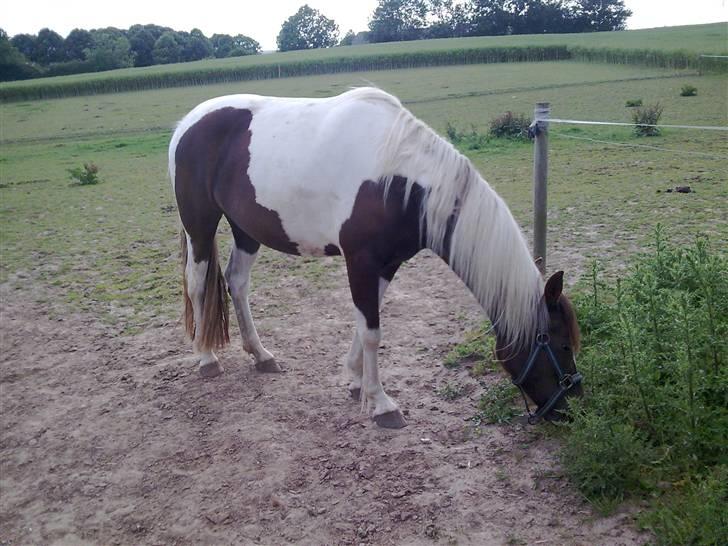 Pinto Angeliqe - sommer 09 billede 10