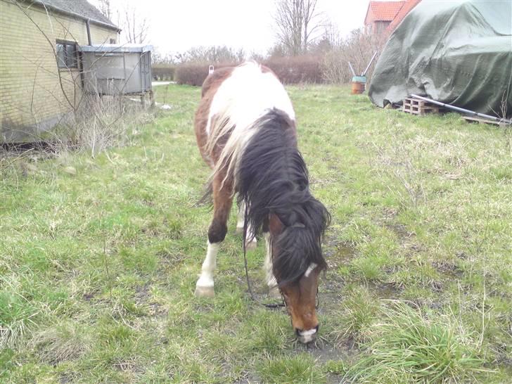 Pinto django - se lige mig jeg stjæler græs i mens mor ser den anden vej he he billede 8