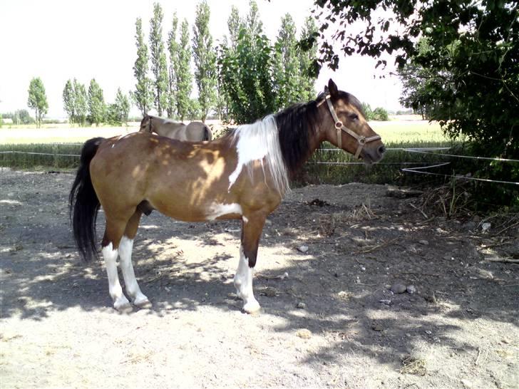 Pinto django - se hvor flot jeg kan blive nu hvor jeg har fået dame på billede 9