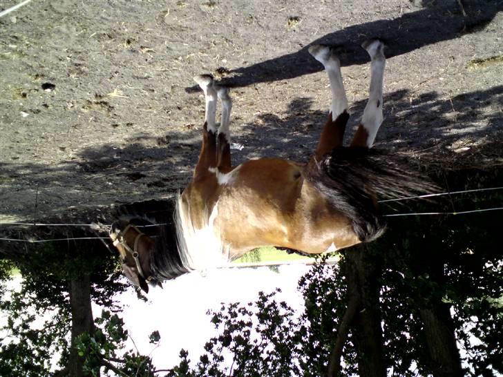 Pinto django - så blev det vendt på hove men ellers godt foto af kongen billede 10