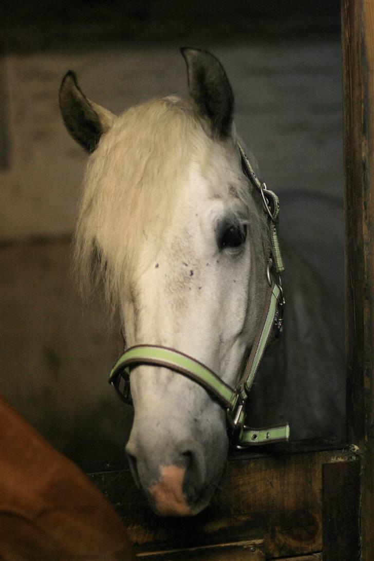 Connemara Solvangs Bassil - Velkommen til Bassil`s profil #Taget af Hestebilleder-bornholm# billede 1