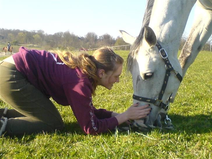 Dansk Varmblod Ronaldo billede 7