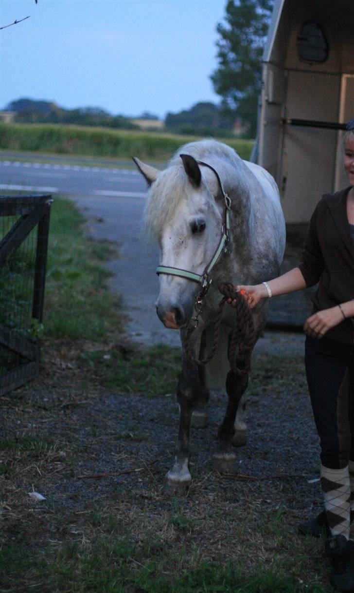 Connemara Solvangs Bassil - Uhha hvor er jeg mon kommet hen?? #Taget af Hestebilleder-bornholm# billede 5