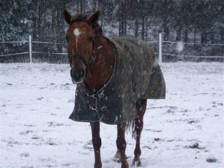 Hollandsk Sportspony Team Sødrings Toni -solgt - ja ynkelig ser han ud i sneen:D billede 9