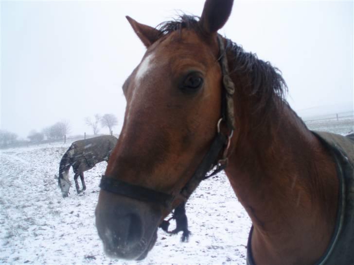 Hollandsk Sportspony Team Sødrings Toni -solgt billede 10