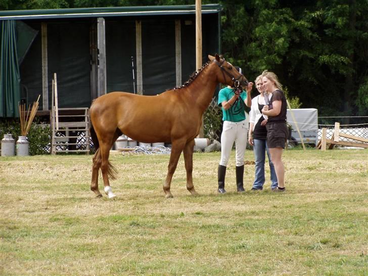 Hollandsk Sportspony Team Sødrings Toni -solgt - så skal bisserne vises til dommerne:D billede 11