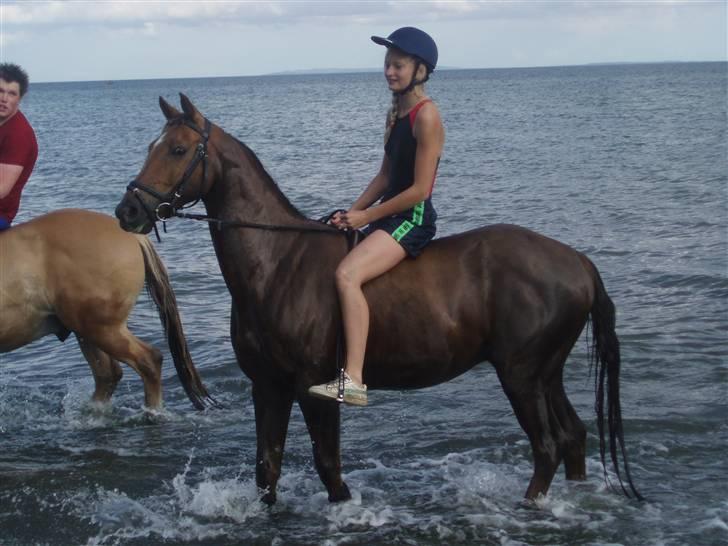 Hollandsk Sportspony Team Sødrings Toni -solgt - badetur billede 12