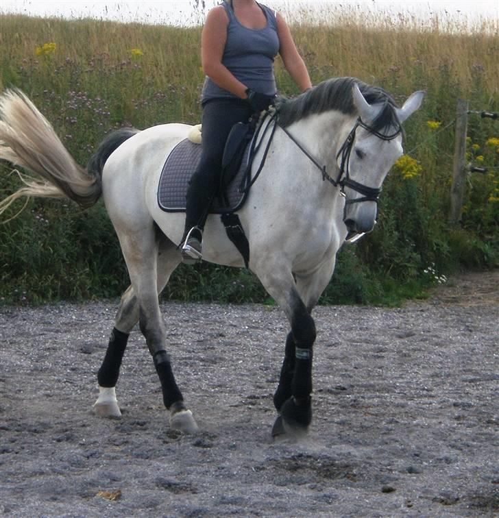 Holstener Capacity Cashmore - solgt billede 5