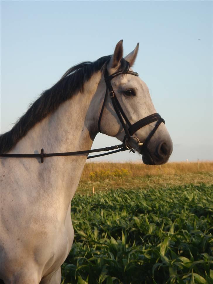 Holstener Capacity Cashmore - solgt billede 6