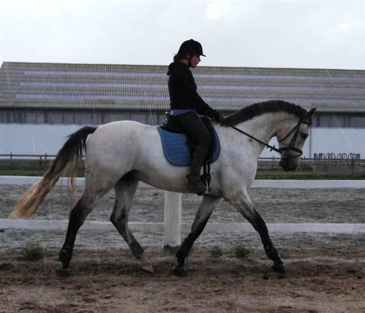 Holstener Capacity Cashmore - solgt - Laura og Cashmore 6. Sep 09 billede 11