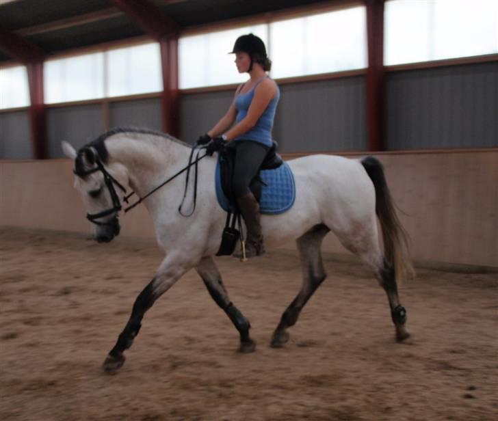 Holstener Capacity Cashmore - solgt - Laura og Cashmore 6. sep 09 billede 17