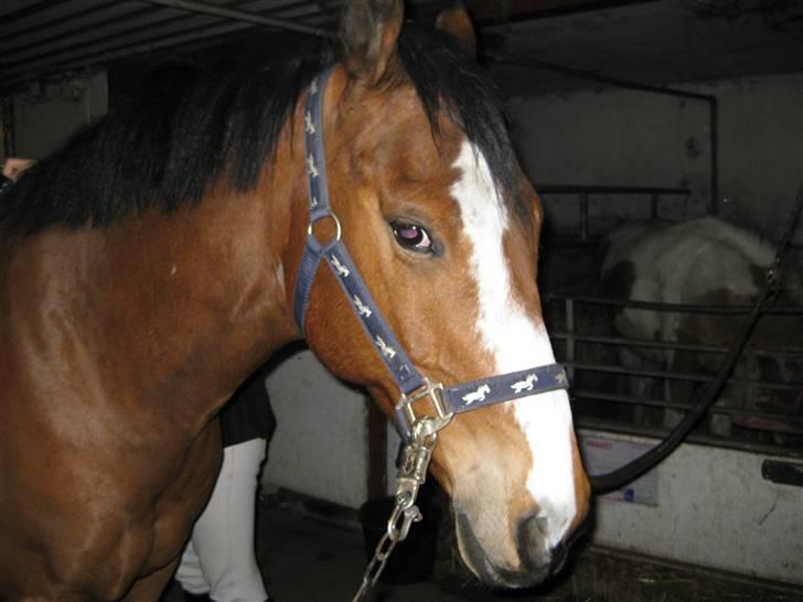 Anden særlig race Robin. (Tidl. part) - Robber i stalden.. billede 2