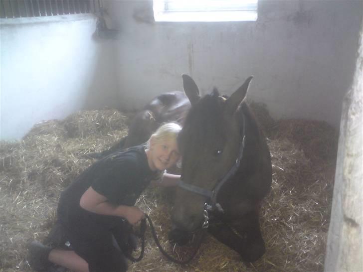 Traver U C Prince  (Solgt) - Hygge sammen med min lillsøster i hans boks hos  travtræner Anders F Jensen billede 4