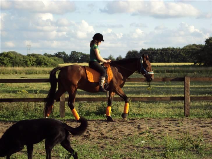 Anden særlig race Dear-lei gl passer - Mig og Dear-lei rider i orange billede 4