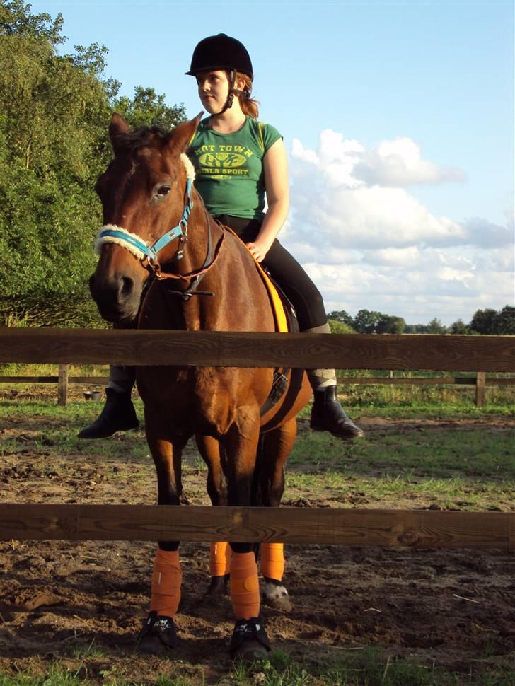 Anden særlig race Dear-lei gl passer - Hygge ridning i orange  billede 17