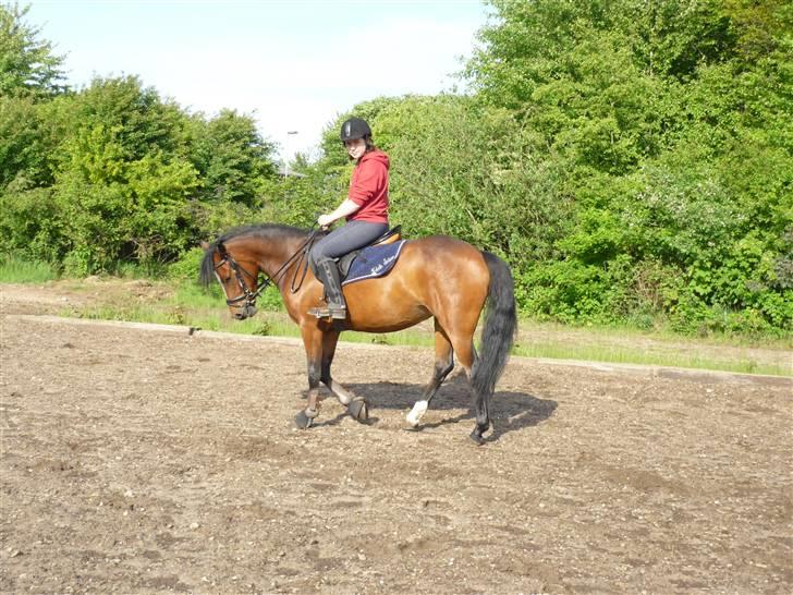 New Forest nyggaardens frigg billede 7