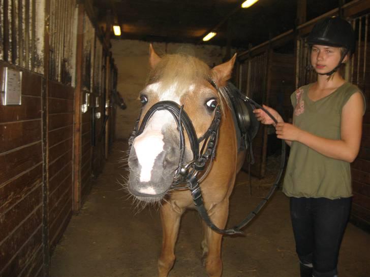 Anden særlig race Sebastian/Foxy(savner) - VI SKAL LIGE TIL AT RIDE SPÆNDER GJORD PÅ HAM (FOTO:AMALIE) billede 17