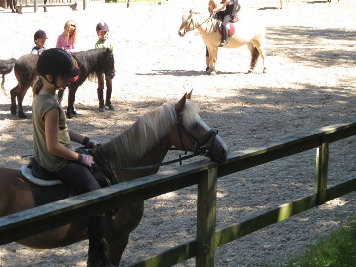 Anden særlig race Sebastian/Foxy(savner) - VI RIDER PÅ DRESSUR BANEN HAN SKAL LIGE HAVD DER SKER(FOTO:AMALIE)  billede 19