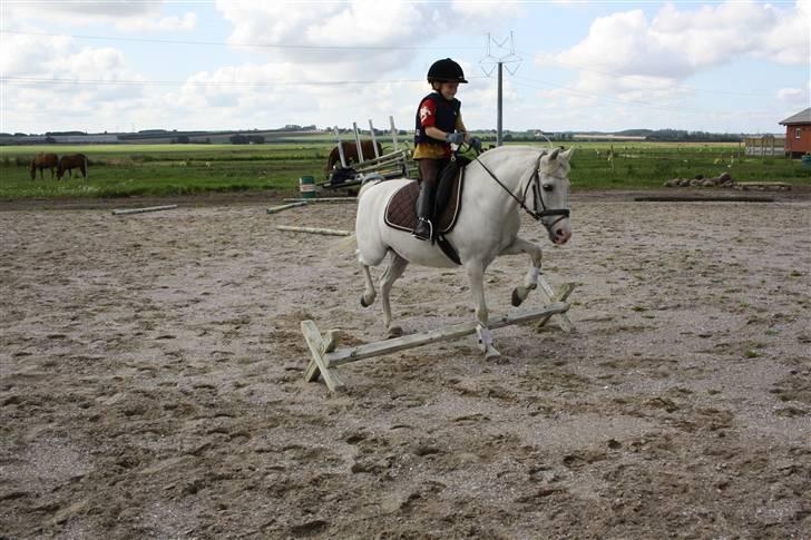 Anden særlig race Cindy (min lillebrors) billede 16