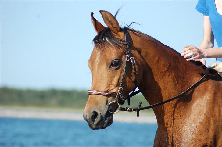 Arabisk fuldblod (OX) McAdoo ox - Velkommen til min profil :] - McAdoo ved vandet :D Foto: Jeanette billede 1