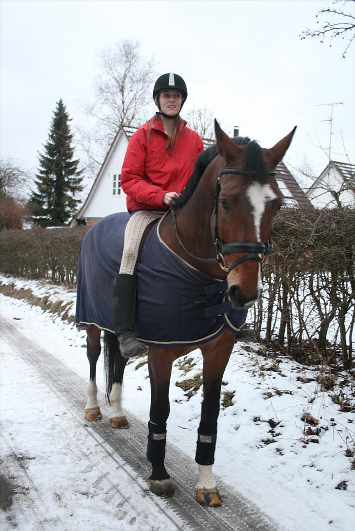 Dansk Varmblod Azur Khan - Velkommen til Azur´s profil <3 MIIN SKATT !!! <3 Foto: Lund <3 billede 1