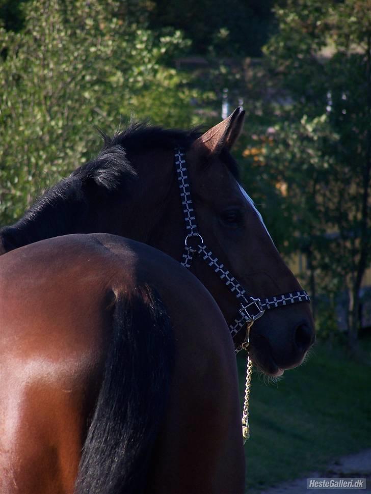 Dansk Varmblod Azur Khan - DEN DEJLIGSTE !!!<333333 FOTO:EMMA billede 2