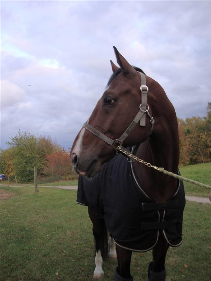 Dansk Varmblod Azur Khan - Bedtse´BAssen <333 billede 3