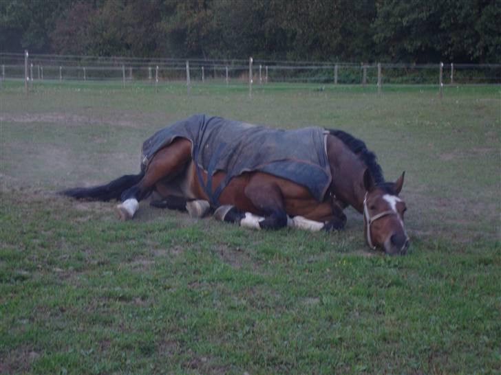 Dansk Varmblod Azur Khan - Rulle xD <3333 billede 4