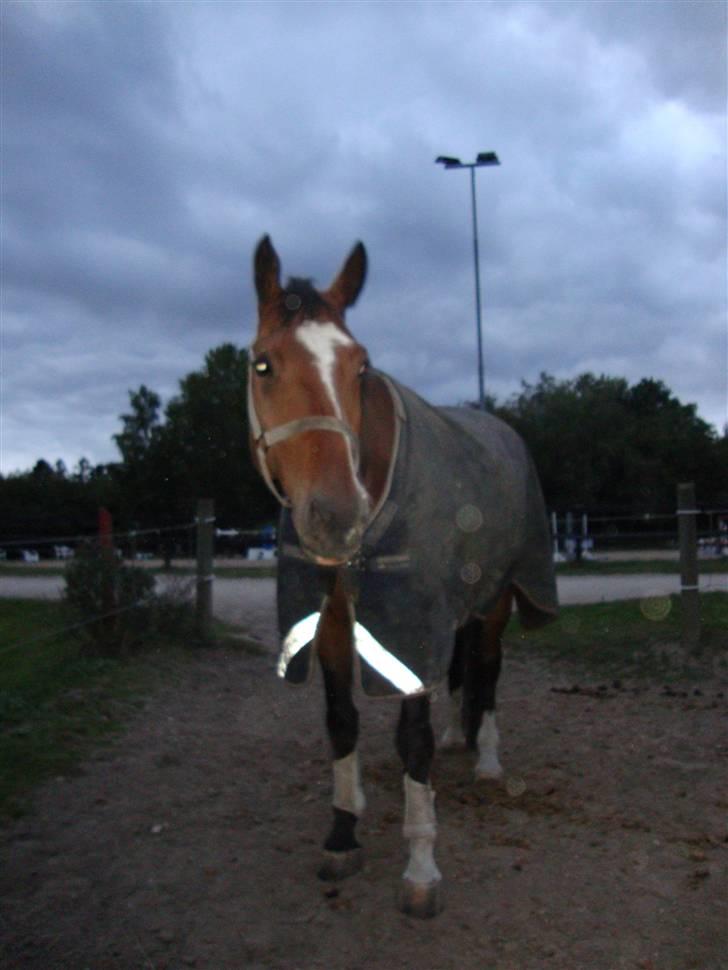 Dansk Varmblod Azur Khan - Påeh Fold xD <33 billede 5