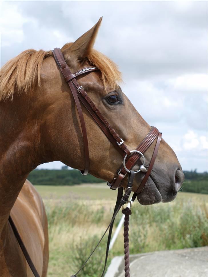 Trakehner Prins Ib Firfod billede 19