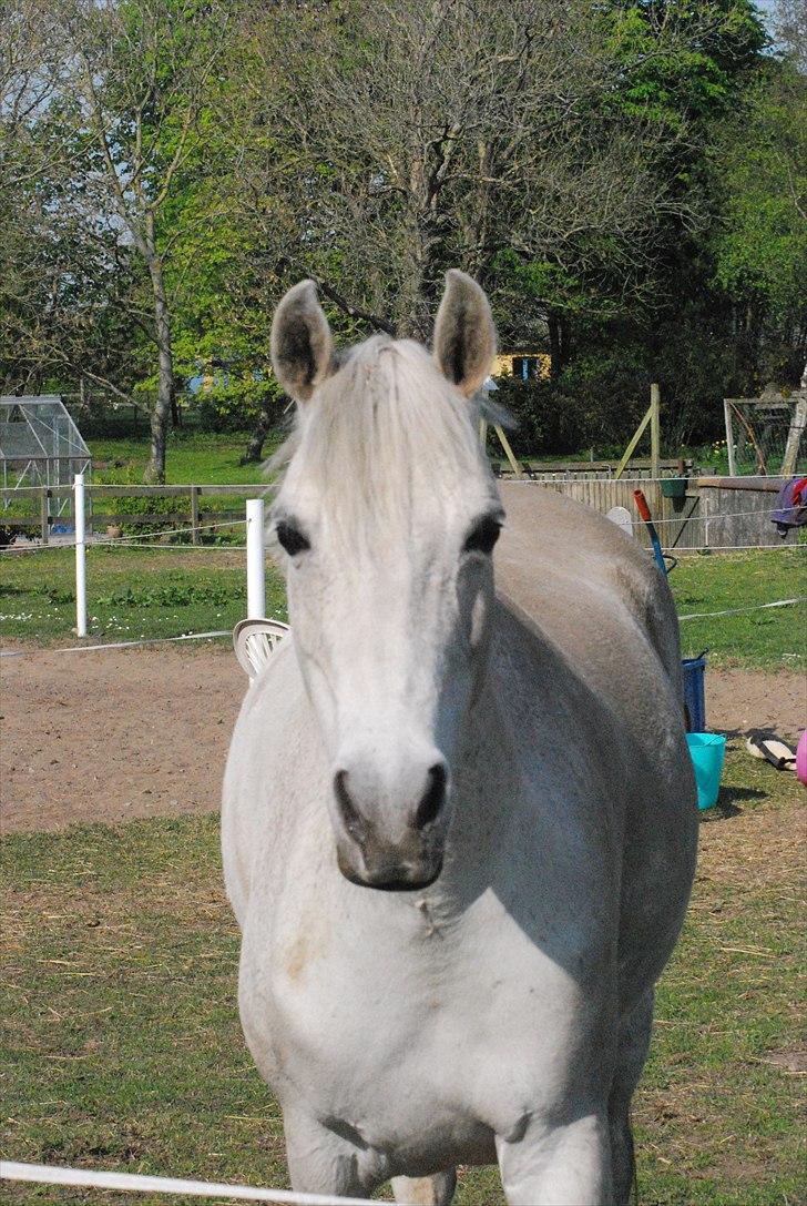 Anden særlig race Ariel - Feeeede ponii :-D billede 12
