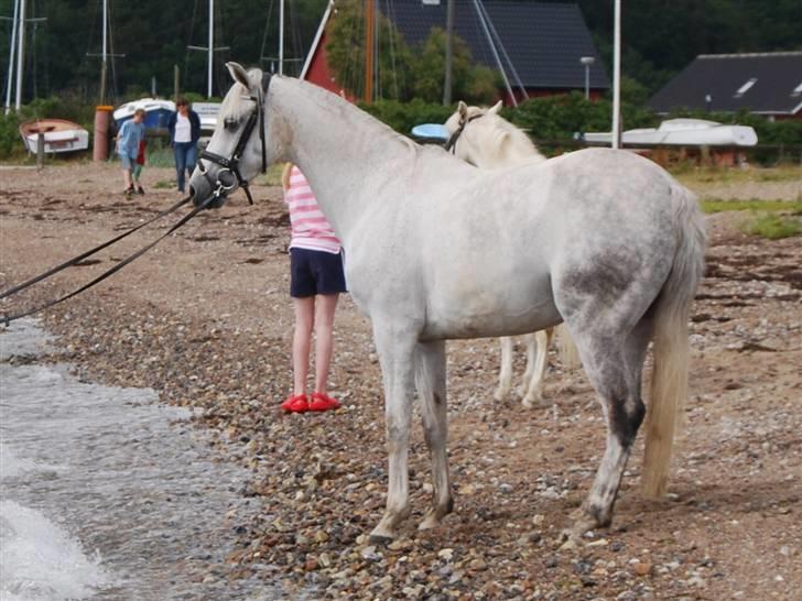 Anden særlig race Ariel -  Ariel der ikke vil i vandet haha billede 15