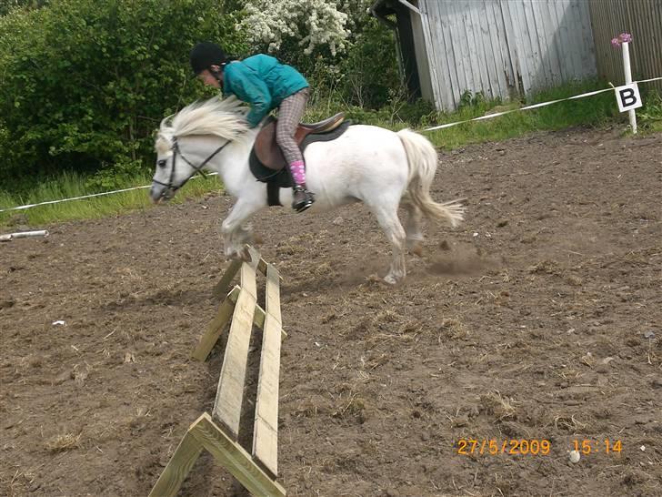 Shetlænder Polle [ Død :( ] - lidt spring billede 7