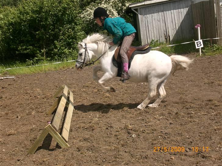 Shetlænder Polle [ Død :( ] - vi springer billede 8