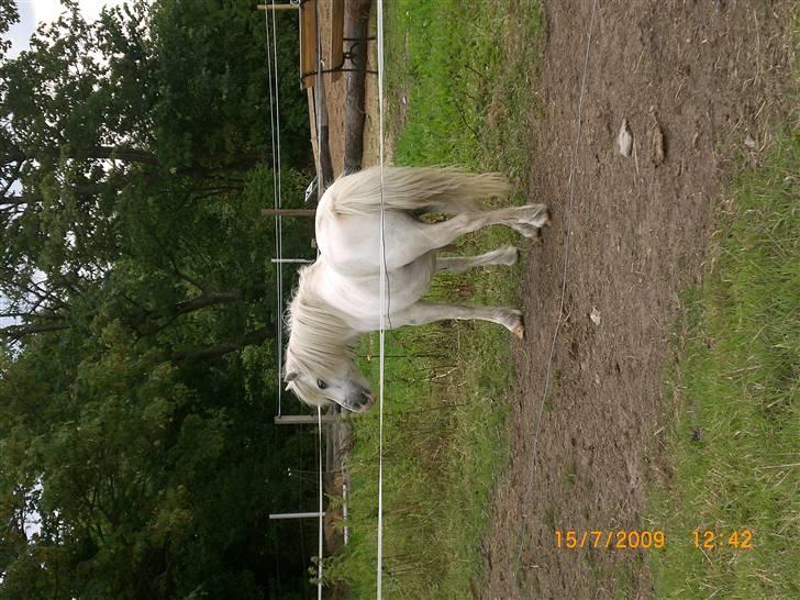 Shetlænder Polle [ Død :( ] billede 9