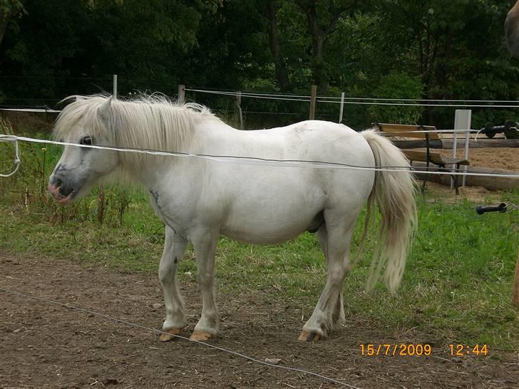Shetlænder Polle [ Død :( ] billede 10