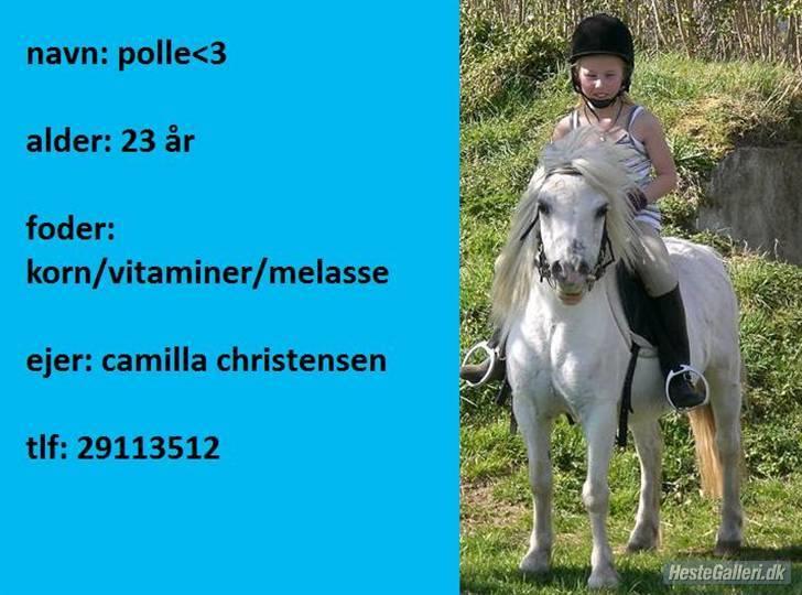 Shetlænder Polle [ Død :( ] billede 11