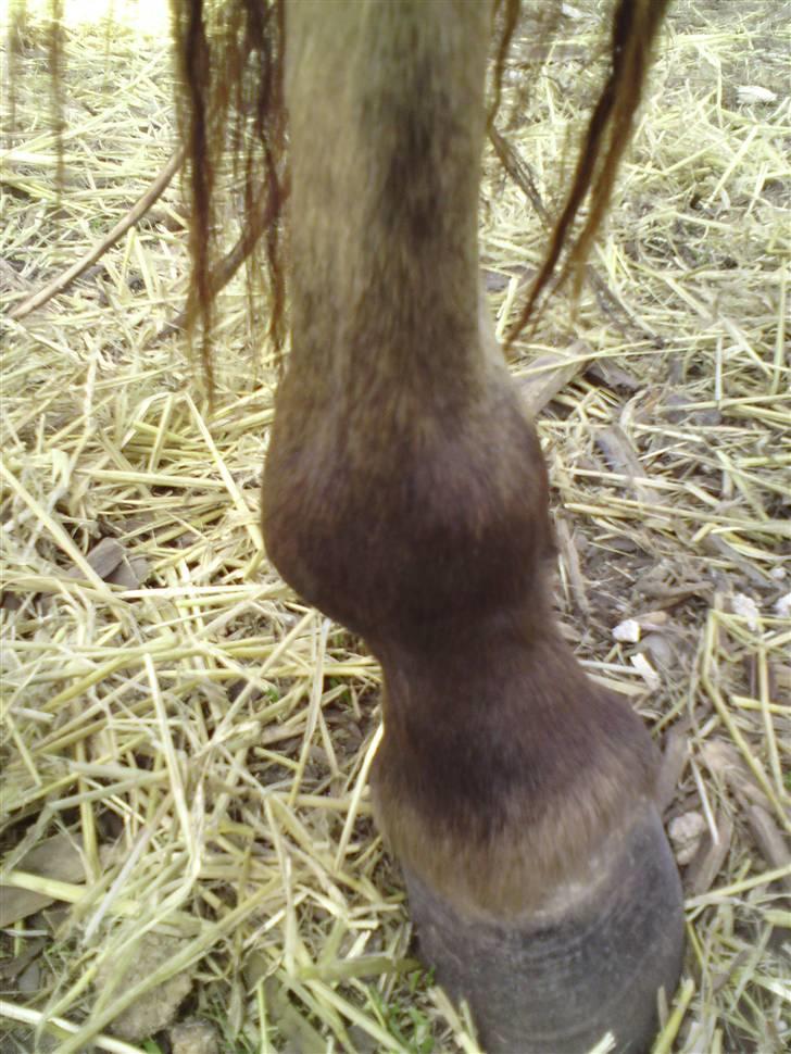 Anden særlig race shanita - shanita højer bag ben  billede 11