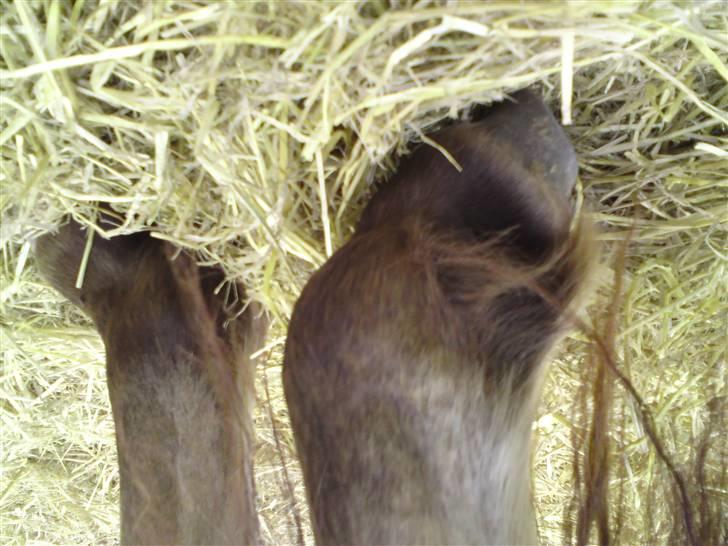 Anden særlig race shanita - samme ben bare taget fra en anden side af  billede 12