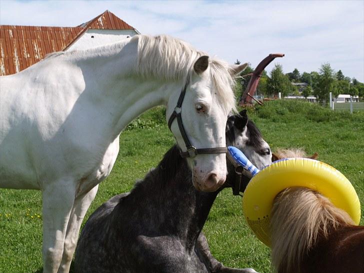 Anden særlig race Little miss Sandy delight - på fold dec09. billede 19