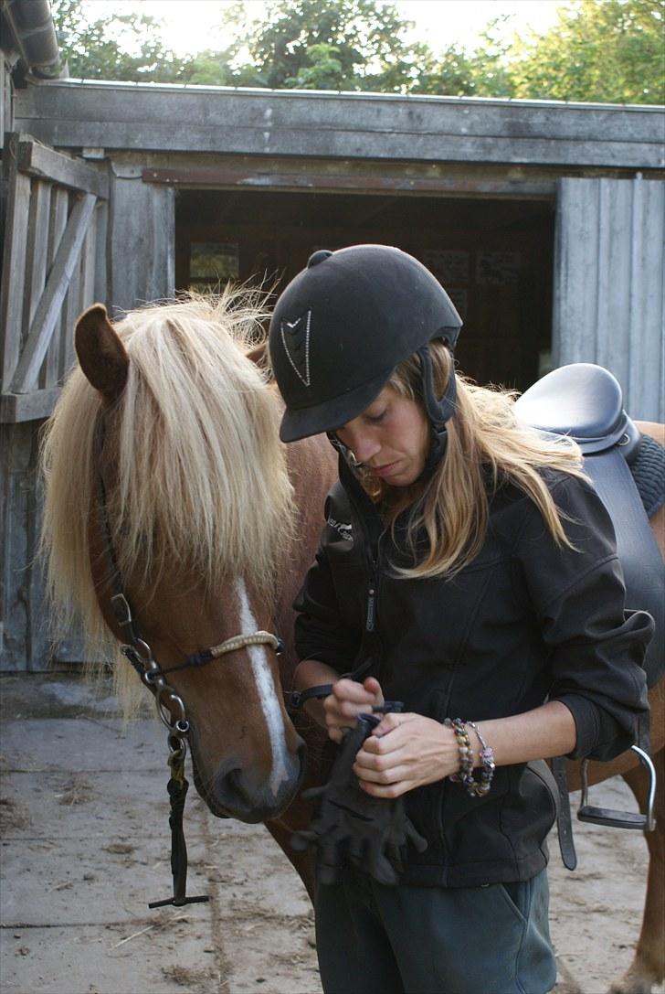 Islænder Silkisif f Skydebanegård solgt  - #1 nyt. velkommer til Silkisif profil  billede 1