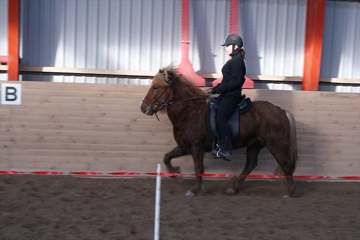 Islænder Silkisif f Skydebanegård solgt  - #2. nyt til kaffegang billede 2