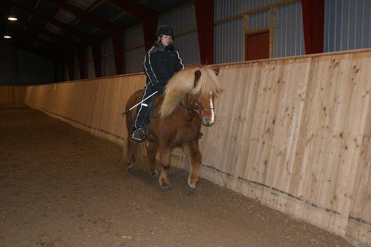 Islænder Silkisif f Skydebanegård solgt  - #3. nyt mig og Silki billede 3