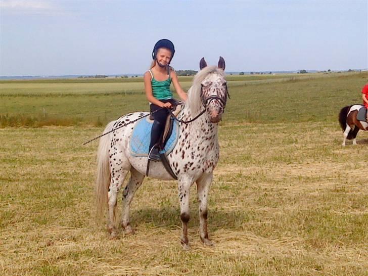 Knabstrupper Bonnie - Bonnie med hendes nye part året 09/10 (: billede 15