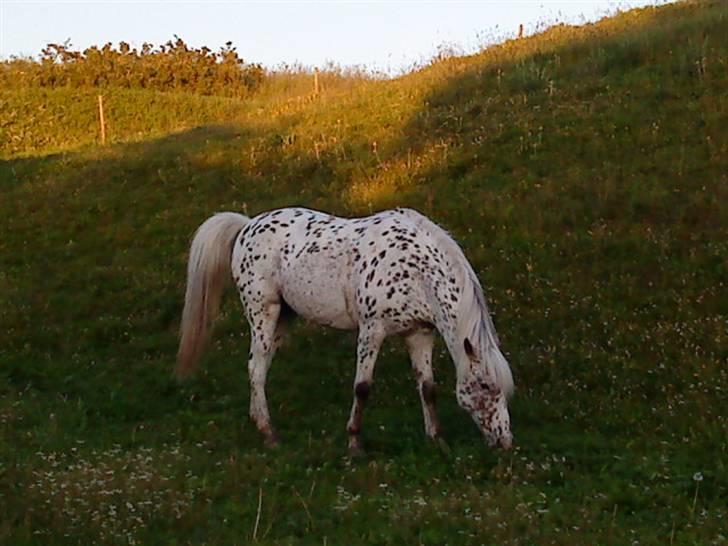 Knabstrupper Bonnie billede 16